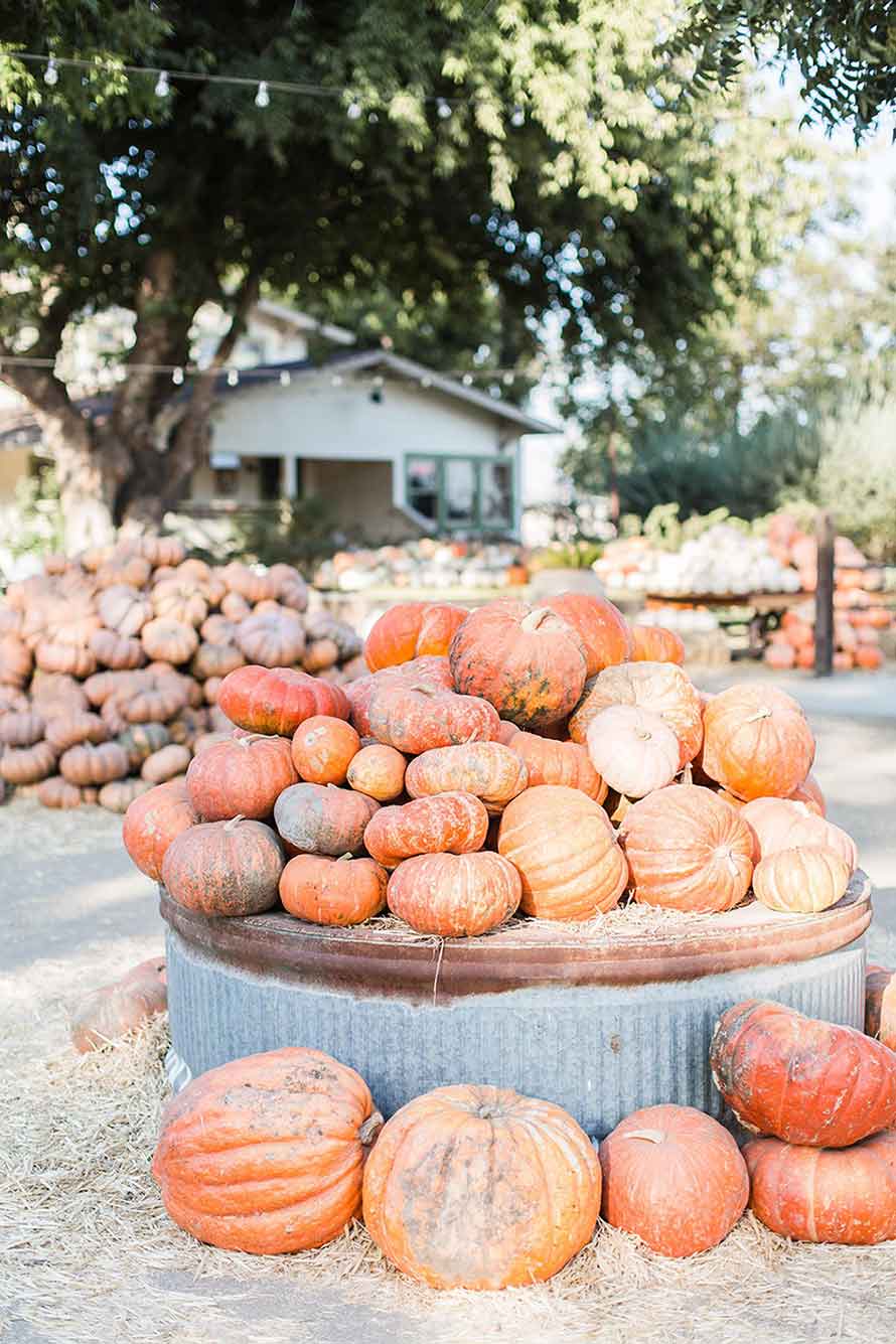 Orange rustic pumpkins of various sizes at a pumpkin patch on top of a silver platform with other stacks of pumpkins in the background.